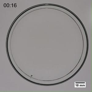 movie1_pHT on 100mM Fe_x2.mp4