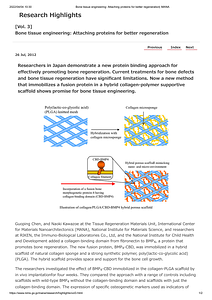 [Vol. 3]Bone tissue engineering_ Attaching proteins for better regeneration_ WPI-MANA.pdf